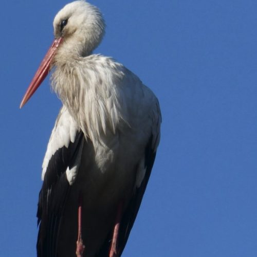 Oasi Fiume Alento, per la prima volta avvistata una cicogna