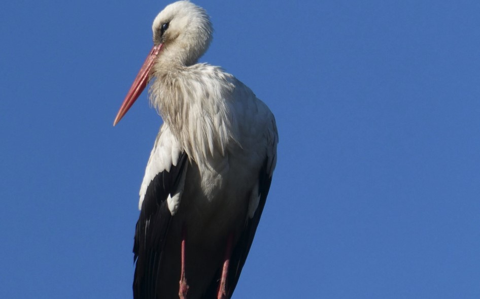 Oasi Fiume Alento, per la prima volta avvistata una cicogna