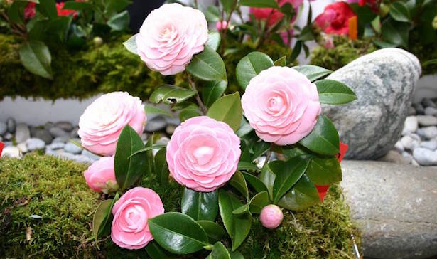 Salerno, sboccia la Primavera: in mostra le camelie