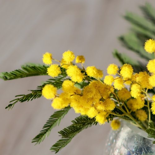 Festa della Donna, gli appuntamenti dell’8 marzo