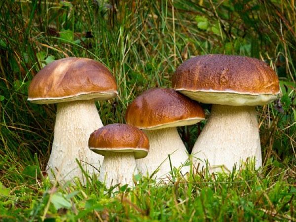 Boletus-edulis-porcino-funghi-pineta-
