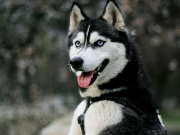 Husky
