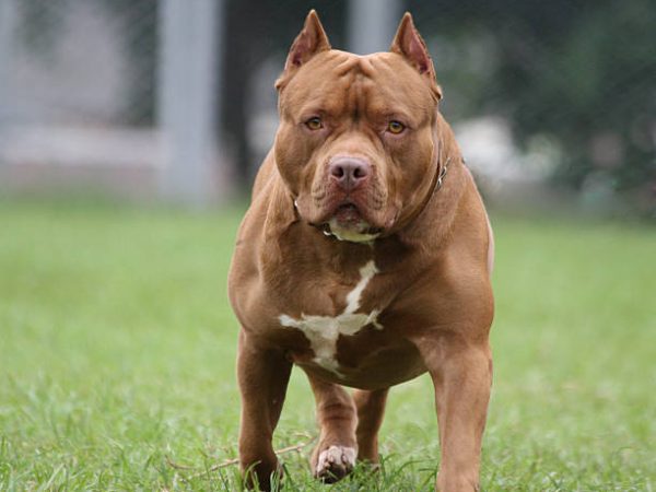 Pitbull Dog, Photo took in Heredia Costa Rica