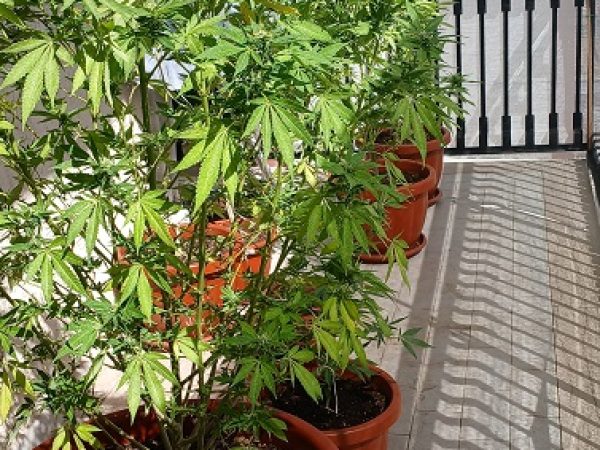 Piante di marijuana sul balcone