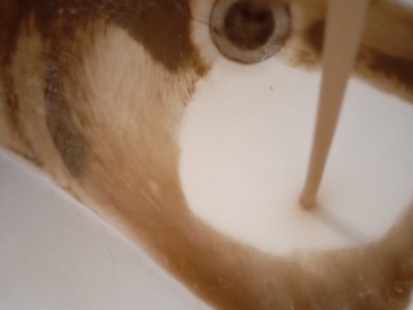 acqua gialla a Corno d'Oro 2