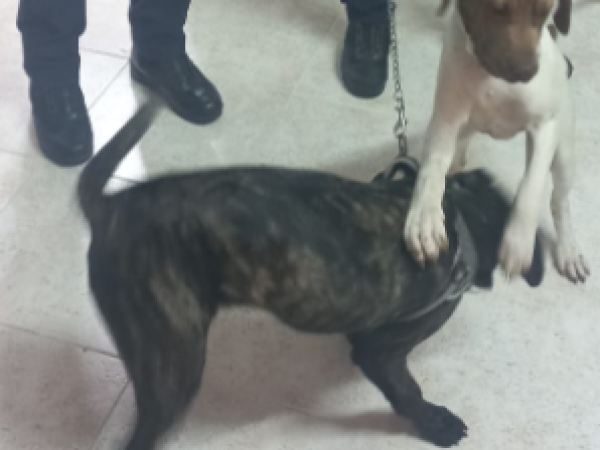 cani maltrattati battipaglia