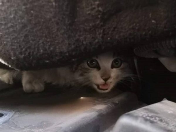 gatto motore